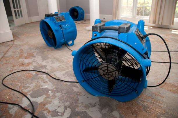 Best Professional water damage repair  in Woodville, MS