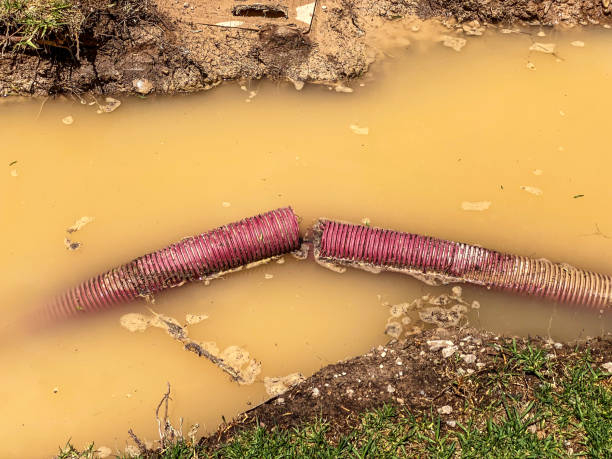 Best Flood restoration services  in Woodville, MS